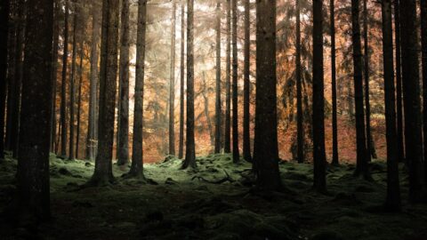 Root&rsquo;s Asymmetry Is Rare. These 3 Games Actually Deliver It.