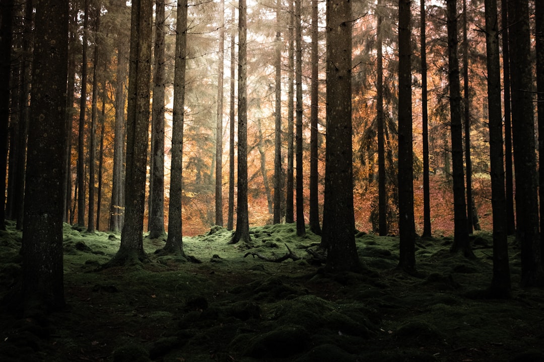 Asymmetric board game components showing different faction pieces on a detailed forest map
